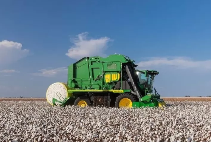 Preço do Algodão Reage no Brasil Impulsionado por Alta no Mercado Externo