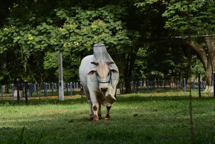 ABS apresenta novo Catálogo Corte Zebu 2024 com touros inovadores para Pecuária de Corte