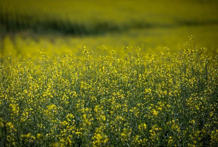 RedeCanola: Impulsionando a Produção de Canola para Biocombustíveis e Consumo Humano