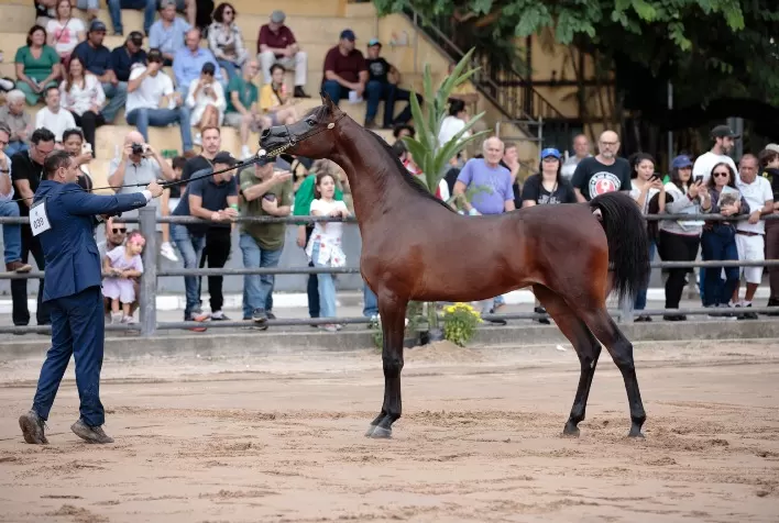 Exposição do Cavalo Árabe Retorna ao Parque da Água Branca com Projeção de Impacto Econômico