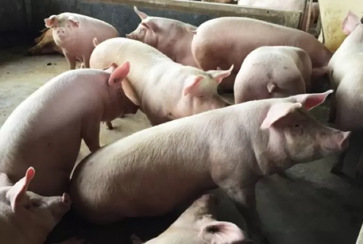 Cenário Suíno: Demanda Externa e Custos Favorecem Margens