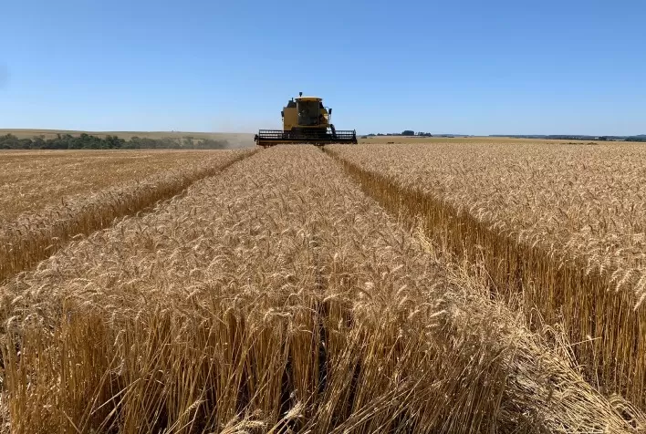 Preços do Trigo em Alta Podem Influenciar Decisões no Rio Grande do Sul