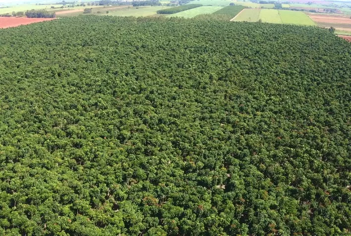 Investimento internacional impulsiona setor Florestal Brasileiro