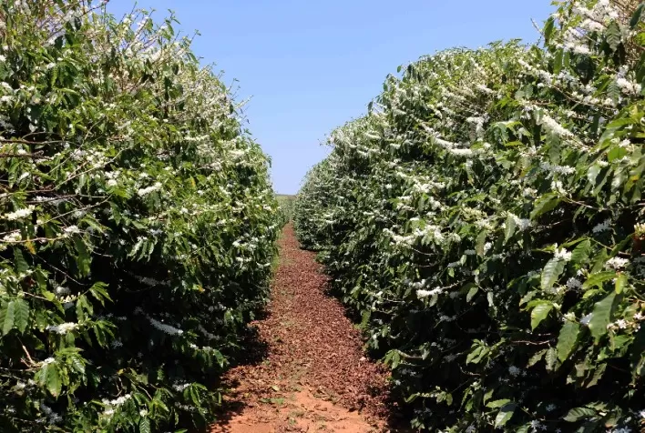 Conab Projeta Produção de Café em 58,81 Milhões de Sacas para a Safra 2024