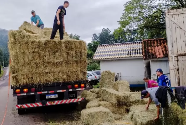 Rebanho Bovino Gaúcho em Risco: FAESC Lança Campanha para Evitar Morte por Desnutrição
