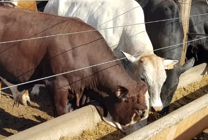 Farelo de Amendoim: Uma Inovação na Nutrição Animal em Destaque na Fenagra 2024