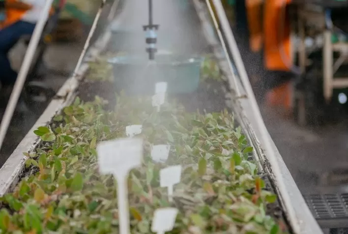 Veracel Implementa Solução Inovadora para Aumentar a Produtividade em Viveiro de Mudas