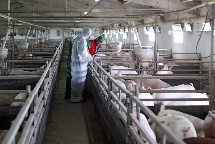 Predomínio dos Modelos Integrado e Cooperado na Suinocultura do Paraná