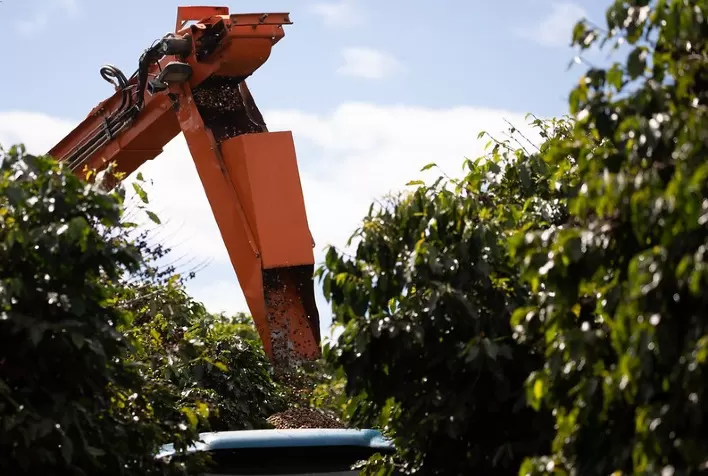 Colheita de Café no Brasil atinge 15% na Safra 2024/25, afirma Safras & Mercado