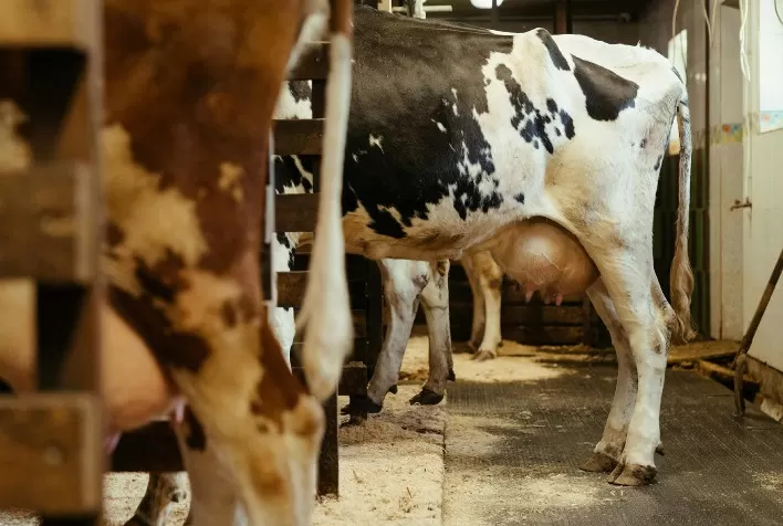 Custos e soluções: desafios enfrentados pelas fazendas leiteiras contra a mastite