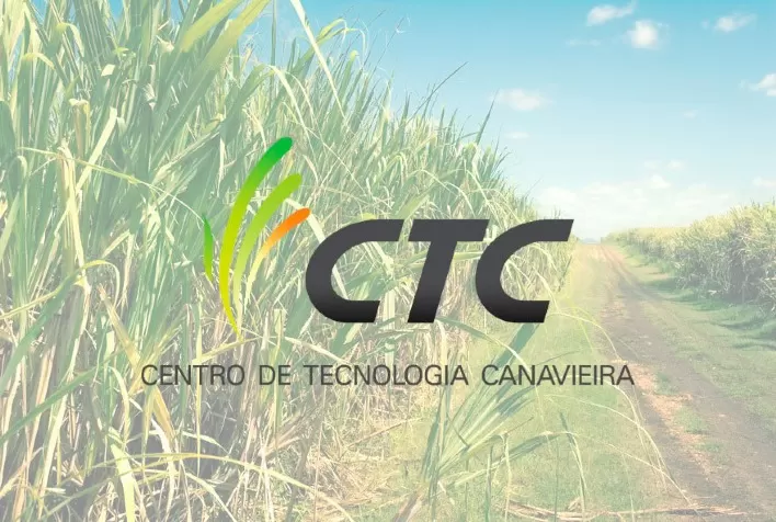 Déficit Hídrico Marca Início da Safra de Cana 2024/2025