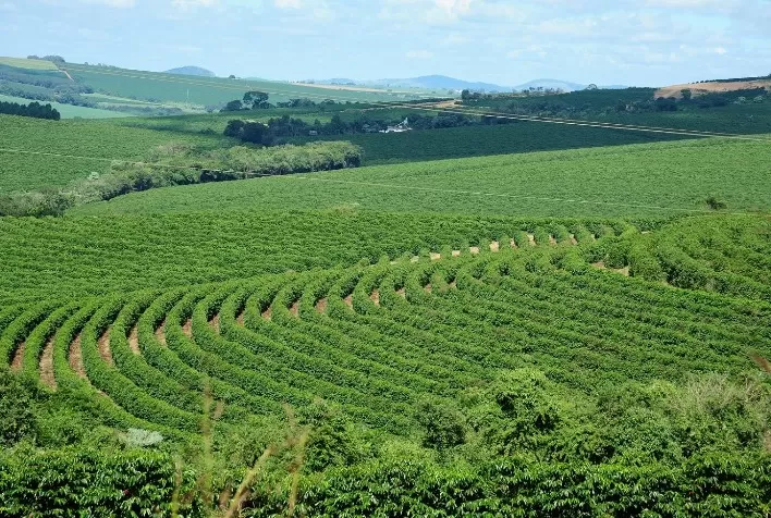 Expansão da área cafeeira no Brasil em 2024