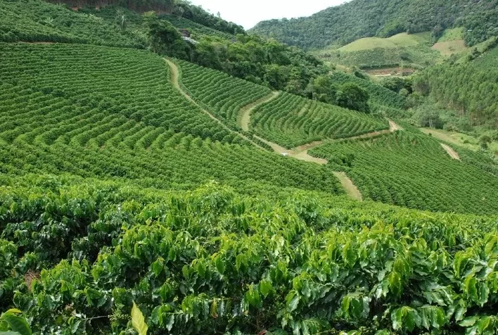 Adoção de práticas sustentáveis otimiza balanço de CO2 no café conilon capixaba
