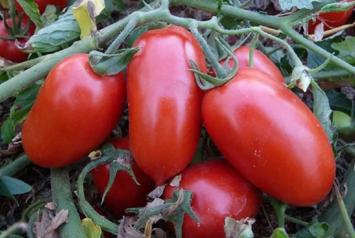 Pesquisa Revela Presença de Nematoide Prejudicial ao Cultivo de Tomate Industrial em Goiás