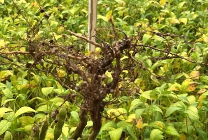 Estratégias para o Ciclo 2024/25: A Produtividade como Chave para o Sucesso na Agricultura