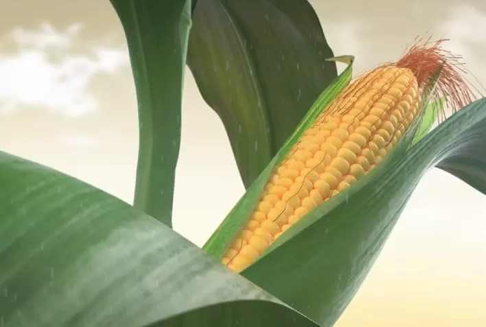 Pioneer® Introduz Híbrido Inovador para Potencializar Safrinha de Milho