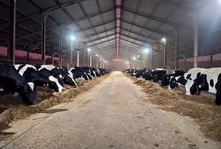 Inovação na Produção de Leite: Programa Global Alcança 1 Trilhão de Resultados