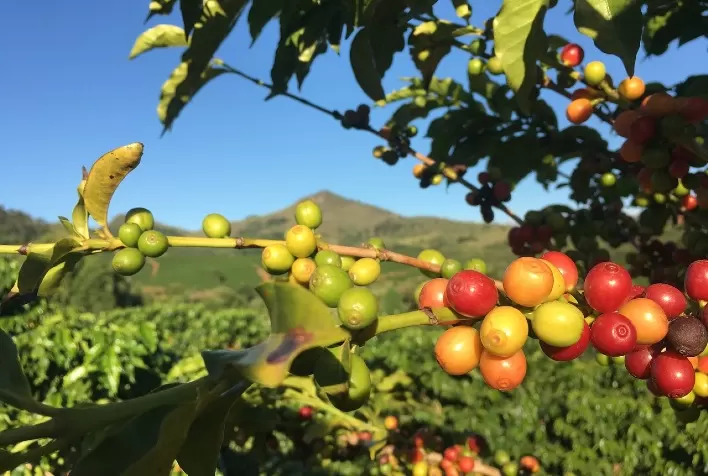 Desafios da Colheita: Cafeicultores Buscam Momento Ideal para Minimizar Perdas