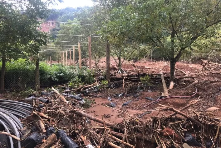 IBPecan pede mais de R$ 260 milhões em ajuda para pecanicultura gaúcha