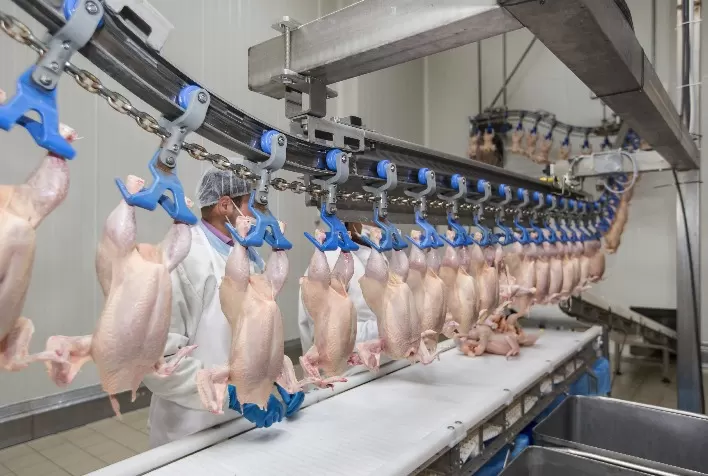 Desempenho do frango abatido em maio e nos cinco primeiros meses de 2024