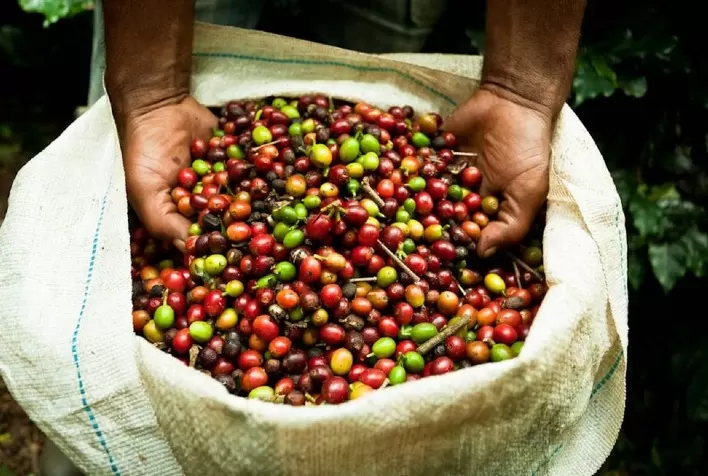 Ásia e Oceania Produzem 50 Milhões de Sacas de Café, Representando 28% da Safra Mundial de 2023-2024