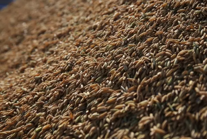 Federarroz pede habilitação em ação contra importação de arroz pelo governo