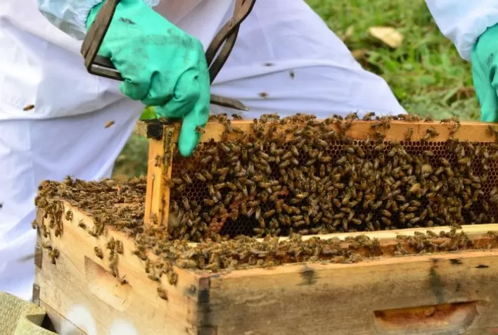 Chuvas Intensas e Frio Prejudicam Produção de Mel no Rio Grande do Sul