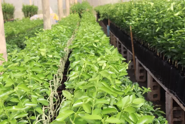 Produção de Mudas Impulsiona Economia no Interior de Minas Gerais