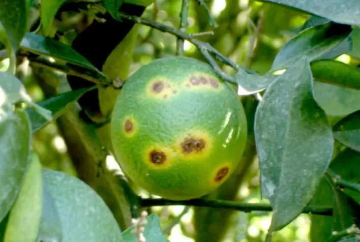 Greening: A ameaça silenciosa à citricultura global