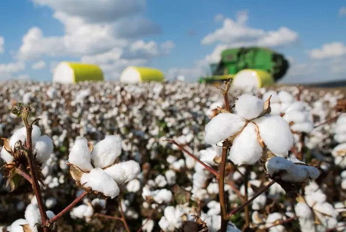 Aumento na oferta de pluma de algodão em Mato Grosso para a safra 23/24