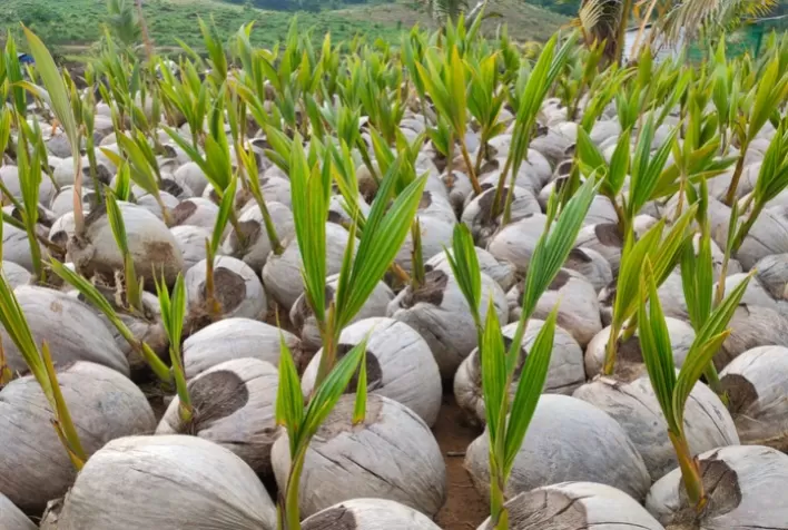 Colômbia abre mercado para sementes de coco do Brasil