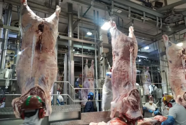 Abate de bovinos bate recorde histórico; produção de frangos e suínos apresenta queda