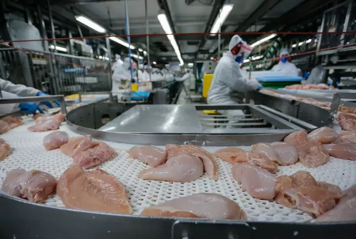 Paraná alcança recorde na produção de frango e expande abate de suínos