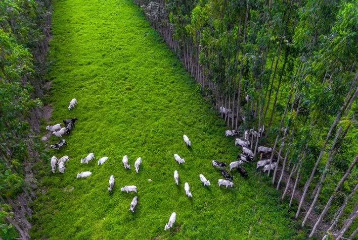 Potencial dos Sistemas Agropecuários Sustentáveis na Redução de Emissões de Gases do Efeito Estufa no Brasil
