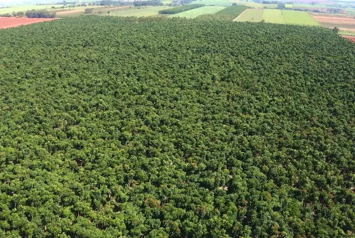 Investimento Internacional no Setor Florestal Brasileiro