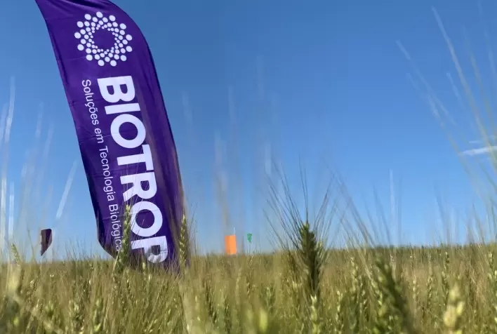 Insumos Biológicos: Aliados na Proteção das Lavouras de Trigo
