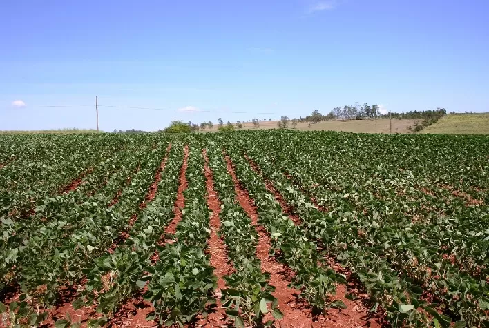 Desafios Climáticos no PR: Produtores de Feijão Priorizam Qualidade