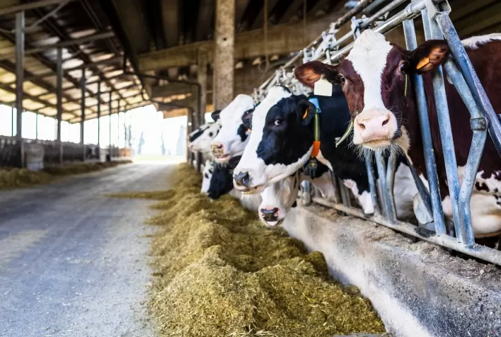 Embrapa Gado de Leite: Custos de Produção de Leite Sobem Acima da Média em Maio
