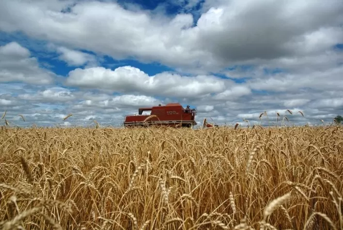 Mercado de Trigo no Brasil Mantém Preços Firmes e Perspectiva de Altas