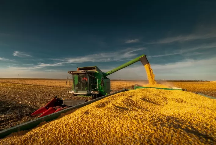 Colheita da safrinha de milho aumenta para 7,5% no Brasil, revela Conab