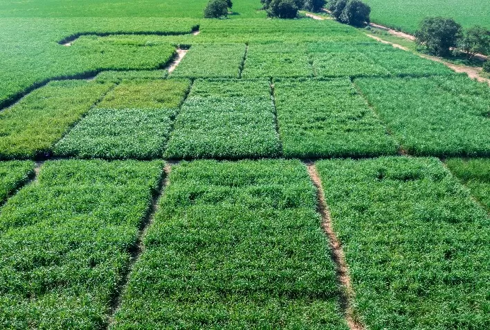 Variedades de Cana-Energia Ampliam Produção de Etanol em Áreas Restritivas e Atendem Demanda para Cogeração de Energia