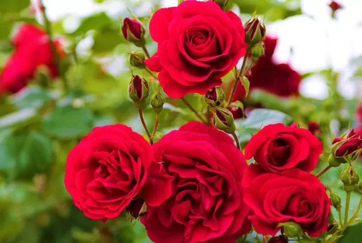 Previsão de Crescimento de 4% nas Vendas de Flores para o Dia dos Namorados