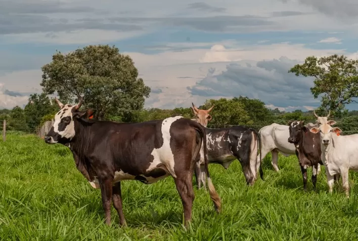 Vacinação Contra Raiva de Herbívoros em Goiás Entra na Etapa Final