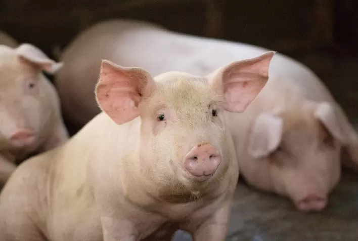Suinocultura em Goiás Ganha Destaque no Boletim "Agro em Dados" de Junho