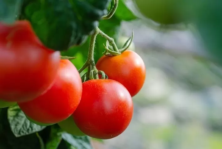 Condições Climáticas Impactam Produção de Hortaliças, mas Valoriza o Mercado