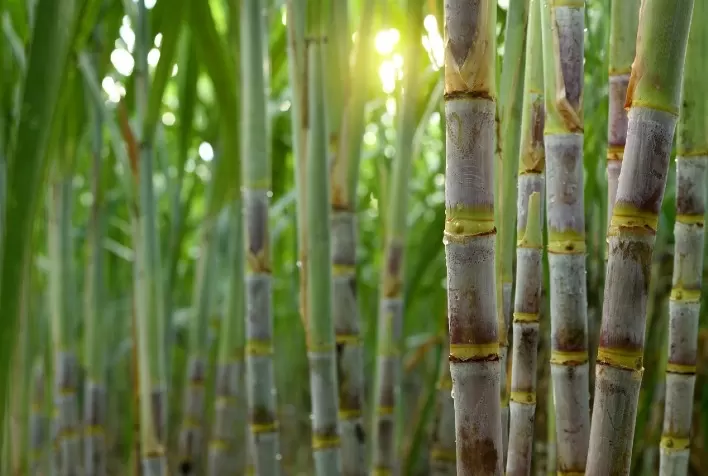Produção de Cana-de-Açúcar em Minas Gerais Atinge Recorde