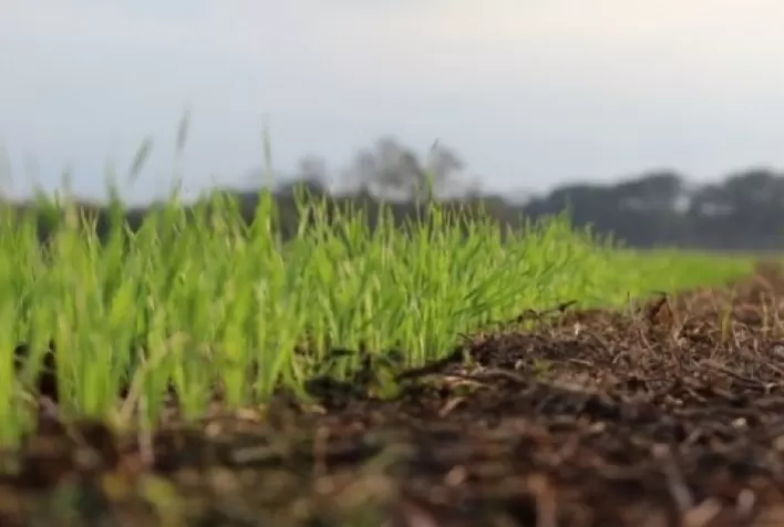Expansão do Plantio de Trigo no Brasil e na Argentina