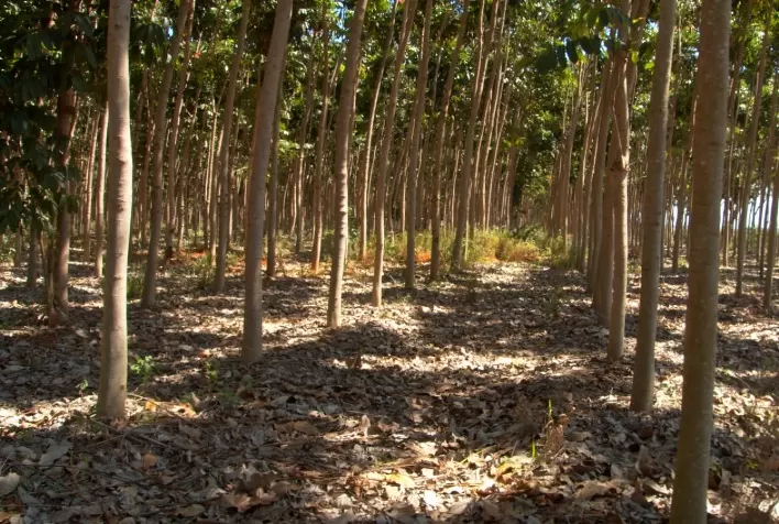 Reflorestamento Comercial Ganha Destaque na Agenda Ambiental Brasileira