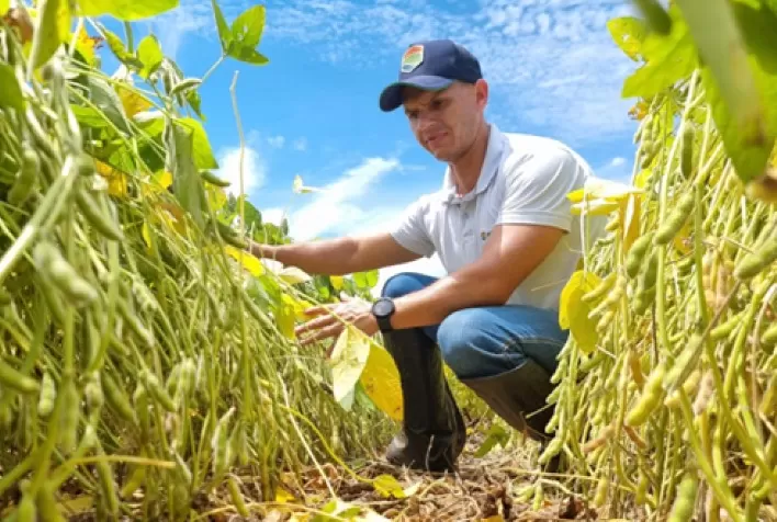 Escolha da Cultivar Certa e Qualidade das Sementes: O Segredo para o Sucesso na Lavoura de Soja