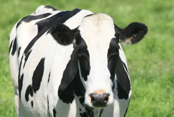 Auster Introduz Inovações em Nutrição para Bovinos Leiteiros